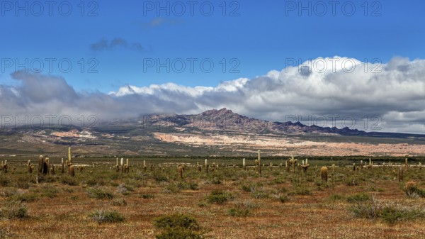 Landscape with numerous cacti under a blue sky, mountains in the background and scattered clouds, The landscape of the Quebrada with its large cacti near Salta in Argentina, Cardón cactus (Echinopsis atacamensis)