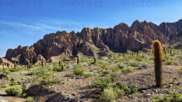 Many cacti in front of an impressive rock formation in a desert landscape, The landscape of the Quebrada with its large cacti near Salta in Argentina, Cardón cactus (Echinopsis atacamensis)