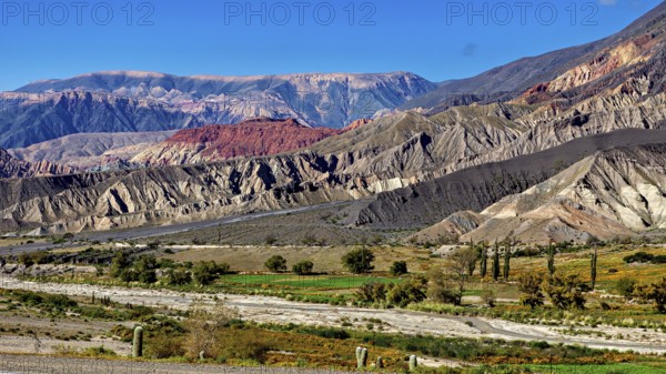 A colourful mountain landscape under a clear blue sky with desert vegetation, The landscape of the Quebrada with its large cacti near Salta in Argentina, Cardón cactus (Echinopsis atacamensis)