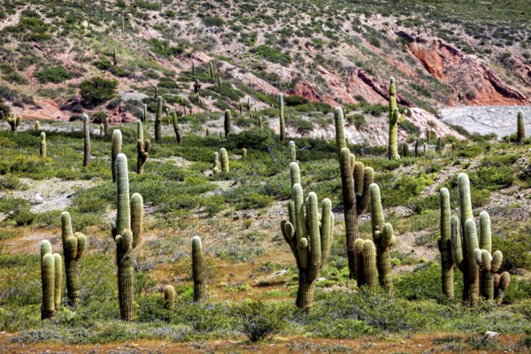 Row of cacti spread over a green and rocky landscape, The landscape of the Quebrada with its large cacti near Salta in Argentina, Cardón cactus (Echinopsis atacamensis)