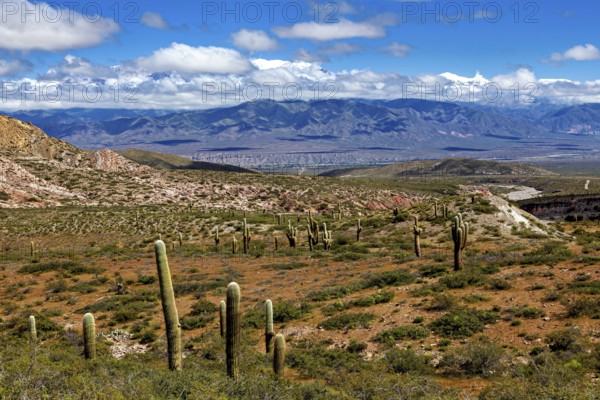 Panorama of a desert region with cacti and a mountainous horizon, The landscape of the Quebrada with its large cacti near Salta in Argentina, Cardón cactus (Echinopsis atacamensis)