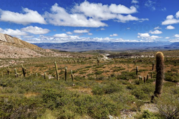 Vast landscape with cacti under a sky full of clouds, The landscape of the Quebrada with its large cacti near Salta in Argentina, Cardón cactus (Echinopsis atacamensis)