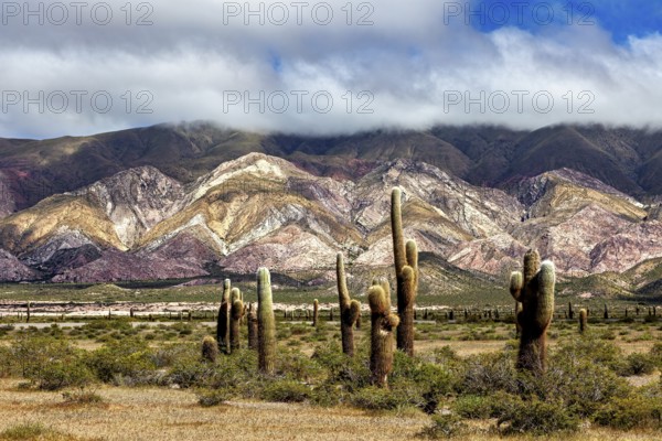 Cacti in front of undulating, multicoloured mountains and clouds, The landscape of the Quebrada with its large cacti near Salta in Argentina, Cardón cactus (Echinopsis atacamensis)