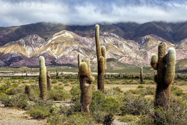 Cacti stand out in a colourful mountain landscape under clouds, The landscape of the Quebrada with its large cacti near Salta in Argentina, Cardón cactus (Echinopsis atacamensis)