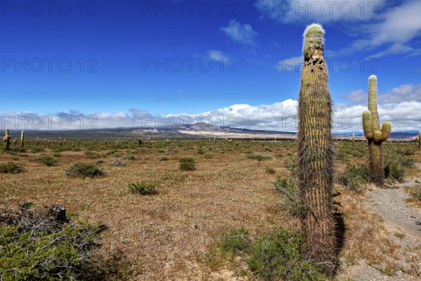 Single cactus in front of a wide desert landscape and horizon with clouds, The landscape of the Quebrada with its large cacti near Salta in Argentina, Cardón cactus (Echinopsis atacamensis)
