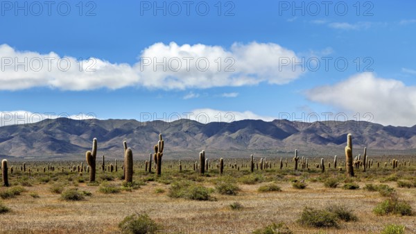 Desert landscape with cacti and mountains under a blue sky with clouds, The landscape of the Quebrada with its large cacti near Salta in Argentina, Cardón cactus (Echinopsis atacamensis)