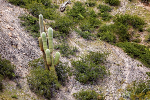 Several cacti in a rocky desert landscape with bushes, The landscape of the Quebrada with its large cacti near Salta in Argentina, Cardón cactus (Echinopsis atacamensis)