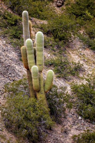 Several cacti in a dry desert landscape on a hill, The landscape of the Quebrada with its large cacti near Salta in Argentina, Cardón cactus (Echinopsis atacamensis)