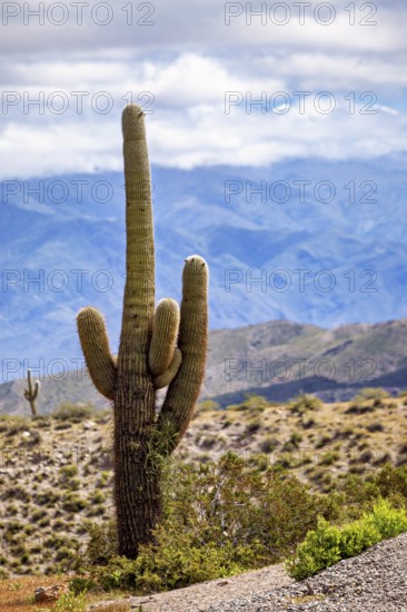 A large cactus in front of a mountain landscape with a cloudy sky, The landscape of the Quebrada with its large cacti near Salta in Argentina, Cardón cactus (Echinopsis atacamensis)
