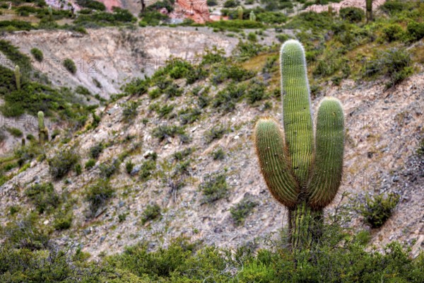 A single cactus stands in a hilly and green desert area, The landscape of the Quebrada with its large cacti near Salta in Argentina, Cardón cactus (Echinopsis atacamensis)
