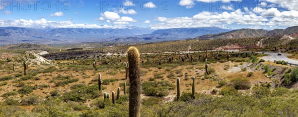 Vast desert landscape with cacti and mountains under a cloudy sky, The landscape of the Quebrada with its large cacti near Salta in Argentina, Cardón cactus (Echinopsis atacamensis)