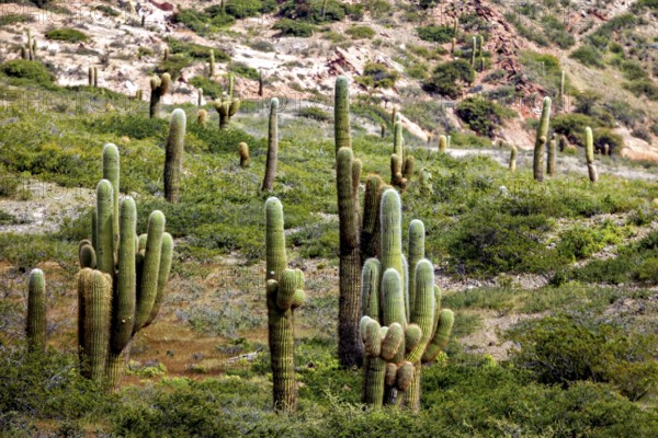 Green cacti spread along a hilly terrain, The landscape of the Quebrada with its large cacti near Salta in Argentina, Cardón cactus (Echinopsis atacamensis)