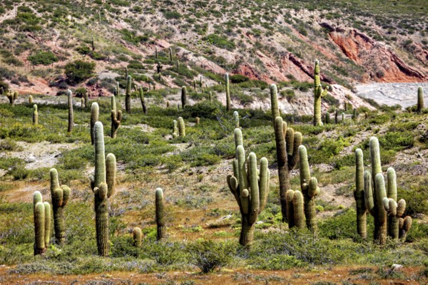 Cacti spread out on a greenish hill with rock formations, The landscape of the Quebrada with its large cacti near Salta in Argentina, Cardón cactus (Echinopsis atacamensis)