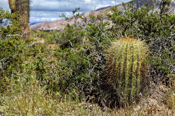 Close-up of a small cactus in dry vegetation with a mountain view, The landscape of the Quebrada with its large cacti near Salta in Argentina, Cardón cactus (Echinopsis atacamensis)