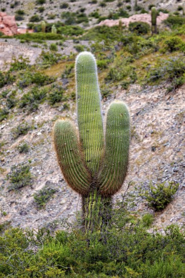 A larger cactus between green bushes on a hill in the desert, The landscape of the Quebrada with its large cacti near Salta in Argentina, Cardón cactus (Echinopsis atacamensis)