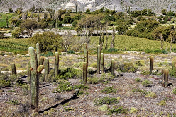 A dry landscape with cacti in the foreground and green trees and hills in the background, The landscape of the Quebrada with its large cacti near Salta in Argentina, Cardón cactus (Echinopsis atacamensis)