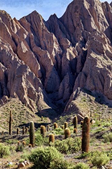 Landscape with steep rocks and cacti in a dry, sunny desert environment, The landscape of the Quebrada with its large cacti near Salta in Argentina, Cardón cactus (Echinopsis atacamensis)