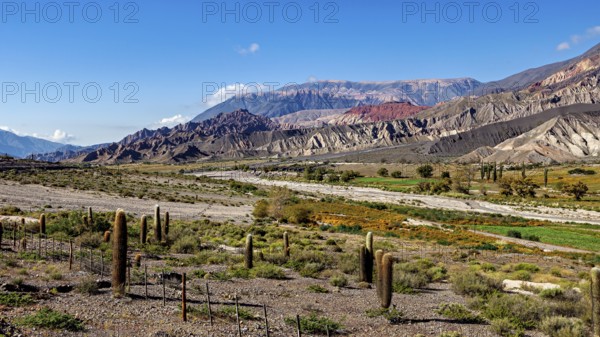 Vast desert landscape with cacti, mountains and a valley in the background, The landscape of the Quebrada with its large cacti near Salta in Argentina, Cardón cactus (Echinopsis atacamensis)
