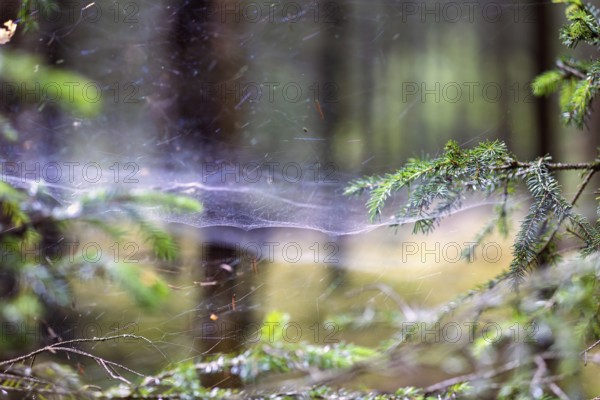 Fine shimmering spider web stretched between spruce branches in a peaceful forest setting a calm and atmospheric nature scene capturing the beauty and fragility of woodland