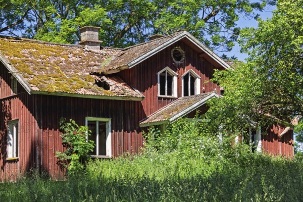 Old abandoned red wooden house surrounded by dense overgrown vegetation and trees. Bright sunlight and lush greenery at a scene of nature reclaiming a forgotten rural building, Sweden