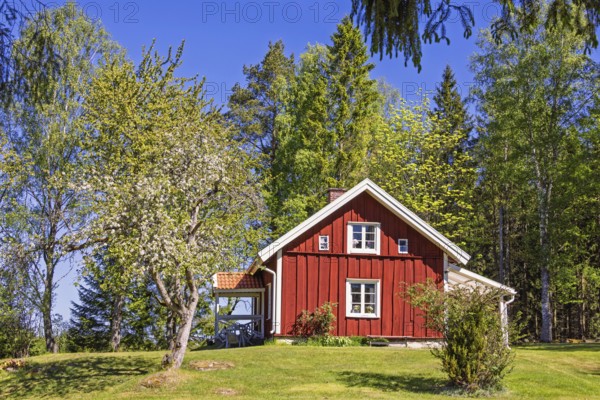 Charming red wooden cottage surrounded by vibrant spring greenery, blooming trees under a clear blue sky. white trimmed windows and a small porch, create a warm inviting rural atmosphere capturing the peaceful beauty of Nordic countryside living, Sweden