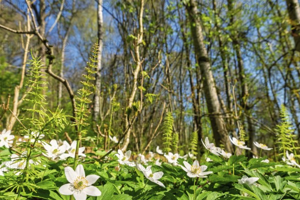 Vibrant spring forest scene featuring a lush carpet of green foliage and blooming white wood anemone (Anemone nemorosa) a sunny spring day, Sweden