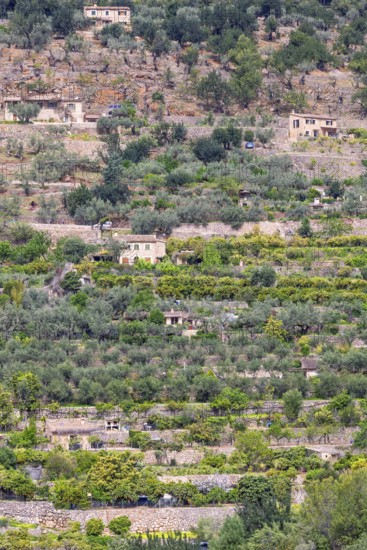 Scenic view at hillside featuring traditional stone walled agricultural terraces planted with olive trees and lush vegetation and several rustic stone houses in the landscape, Mallorca, Spain