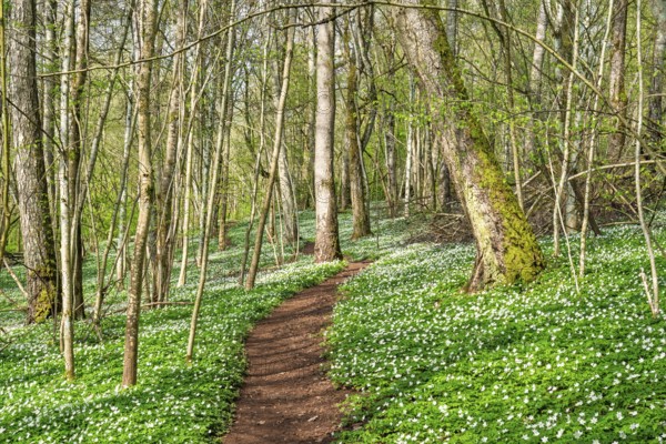 Winding forest path in a serene spring forest with dense green vegetation and a carpet of blooming white Wood anemons (Anemone nemorosa), decidious trees with fresh leaves create a bright airy atmosphere as sunlight filters through the canopy, Sweden