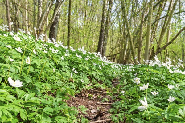 Wood anemon (Anemone nemorosa) in bloom in a serene spring forest with a small path through a dense carpet of white wildflowers. Fresh green leaves on decidious trees create a bright and vibrant atmosphere as sunlight filters through the canopy, Sweden