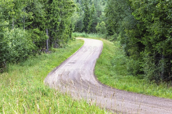 Empty winding gravel road through a lush green forest lined with trees a tranquil woodland scene in the summer