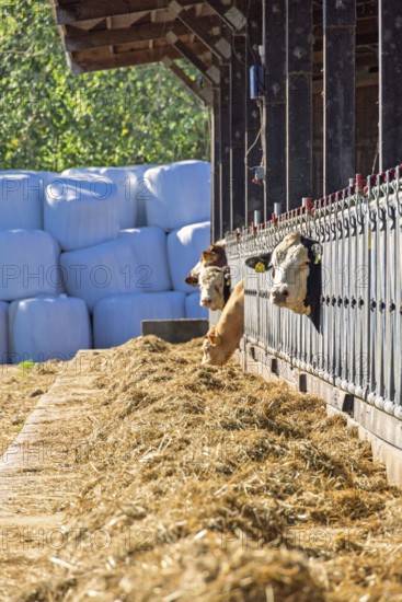 Group of cows feeding from a hay-filled trough outside a barn with their heads extended through metal feeding gates a modern agricultural practices and cattle feeding in a rural setting, Sweden