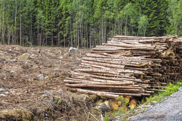 Clear cut forest area with a large stack of cut logs beside a landscape of tree stumps, branches, and debris by a spruce tree woodland by the recently logged ground