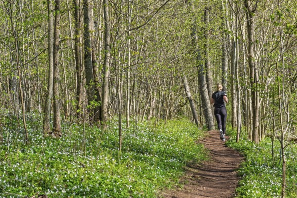 Peaceful forest scene with a young woman jogging along a path surrounded by fresh spring greenery with bright green leaves on the decidious trees while the forest floor is covered with lush vegetation and flowering Wood anemones (Anemone nemorosa) at springtime, Sweden