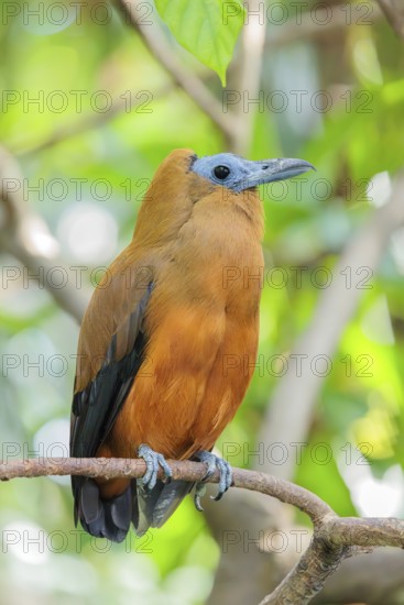 A capuchin bird (Perissocephalus tricolor) sits on a branch in a green tropical forest. It is found in northeastern South America, north of the Amazon and east of the Rio Negro in Colombia, Venezuela, Brazil, and the Guianas
