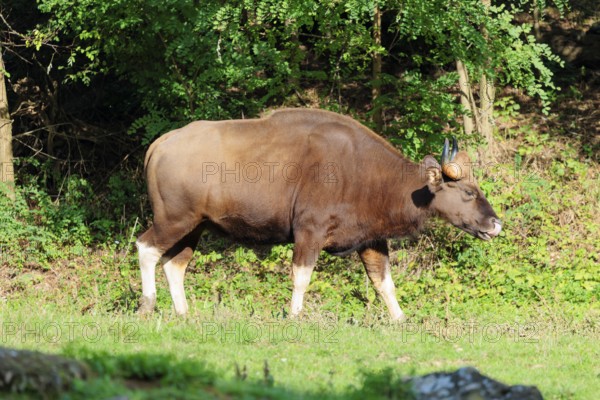 A female Gaur (Bos gaurus gaurus) runs across a green meadow along the forest edge. Indian subcontinent and Southeast Asia