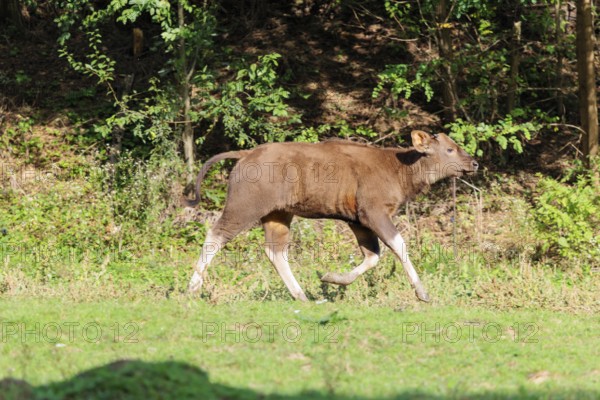 A Gaur calf (Bos gaurus gaurus) runs across a green meadow along the forest edge. Indian subcontinent and Southeast Asia