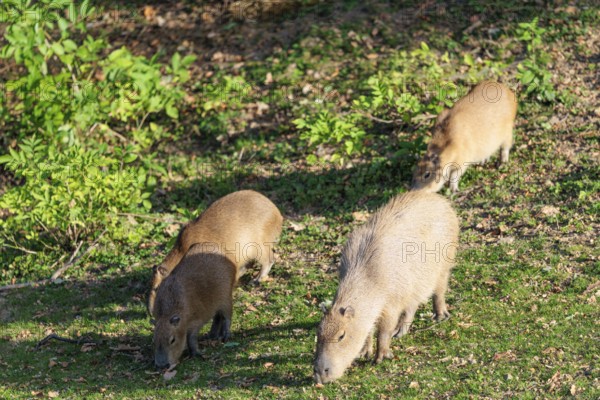 A family of greater capybaras (Hydrochoerus hydrochaeris) grazes on a green meadow next to a river. With the exception of Chile, it is native to all countries in South America