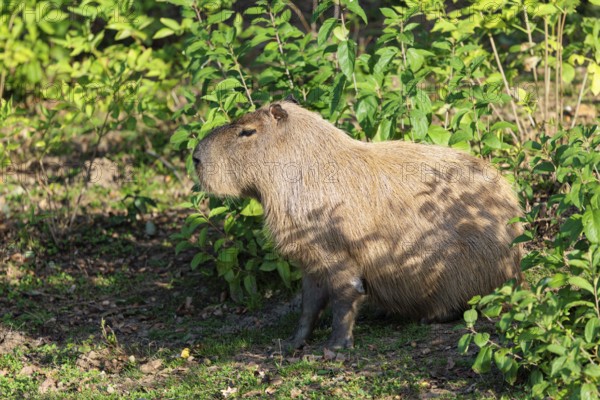 A male greater capybara (Hydrochoerus hydrochaeris) rests in the dense riparian vegetation on the river bank. With the exception of Chile, it is native to all countries in South America