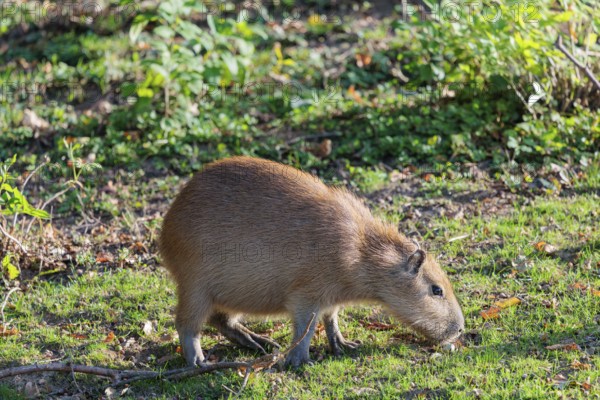 A female greater capybara (Hydrochoerus hydrochaeris) grazes on a green meadow next to a river. With the exception of Chile, it is native to all countries in South America