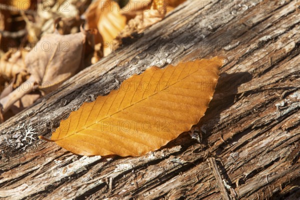 Beech leaf fallen on a cedar trunk, La Mauricie national park, Region of la Mauricie, province of Quebec, Canada