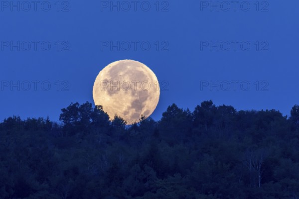 The moon disappearing behind the horizon at dawn, Region of Center Quebec, Province of Quebec, Canada