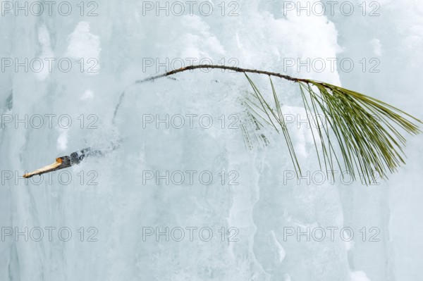 Branch and needles of white pine trapped in the ice, Region of la Mauricie, Province of Quebec, Canada