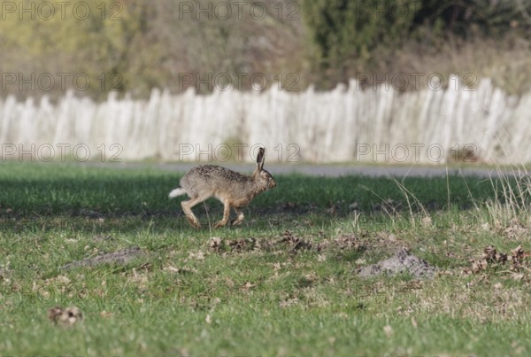 European hare (Lepus europaeus), meadow, running, Easter bunny, Germany