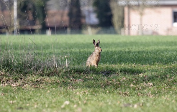 European hare (Lepus europaeus), sitting, meadow, Germany