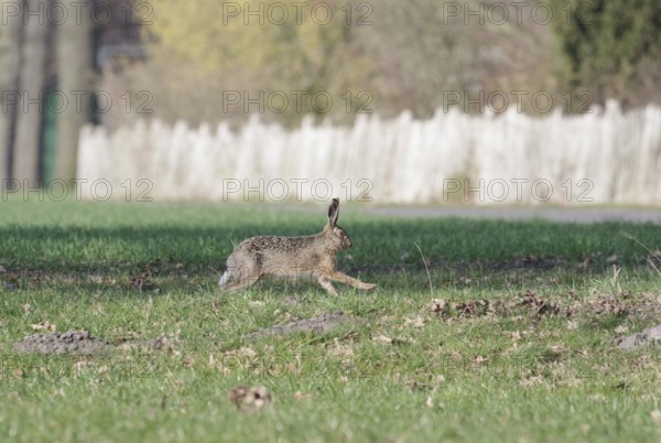 European hare (Lepus europaeus), meadow, on the run, Germany