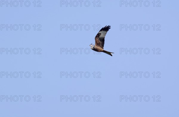 Red kite (Milvus milvus), sky, in flight, wings, plumage