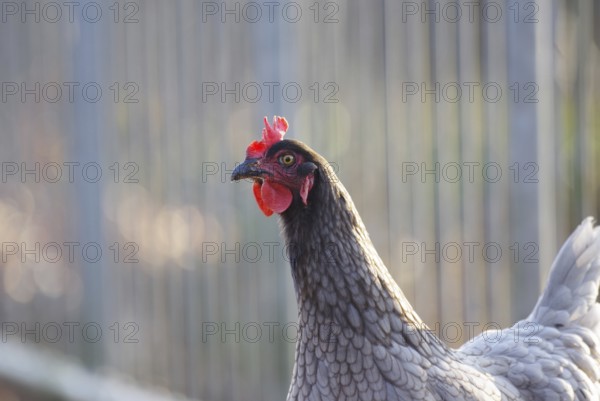 Domestic fowl (Gallus gallus domesticus), hen, portrait, feathers, hen's comb