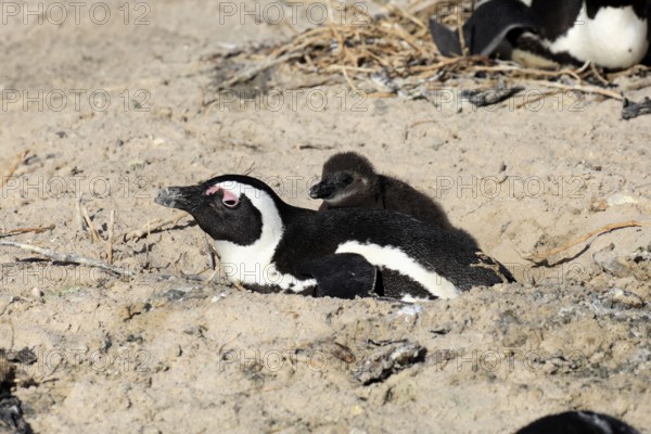 African penguin (Spheniscus demersus), adult, juvenile, chick, nest, guard, beach, Boulders Beach, Simonstown, Western Cape, South Africa, Africa, Germany