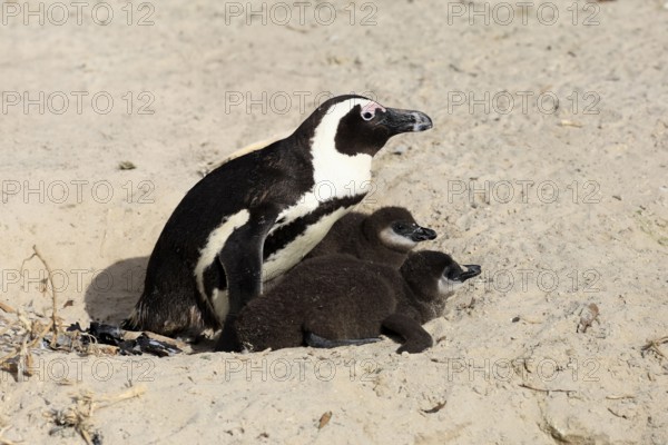 African penguin (Spheniscus demersus), adult, two chicks, nest, beach, Boulders Beach, Simonstown, Western Cape, South Africa, Africa, Germany