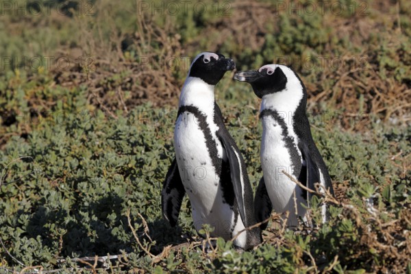 African penguin (Spheniscus demersus), adult, pair, on the beach, standing, alert, Betty's Bay, Stony Point Nature Reserve, Western Cape, South Africa, Africa, Germany